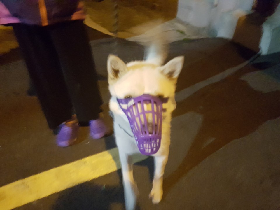 동물보호 관리시스템 모바일