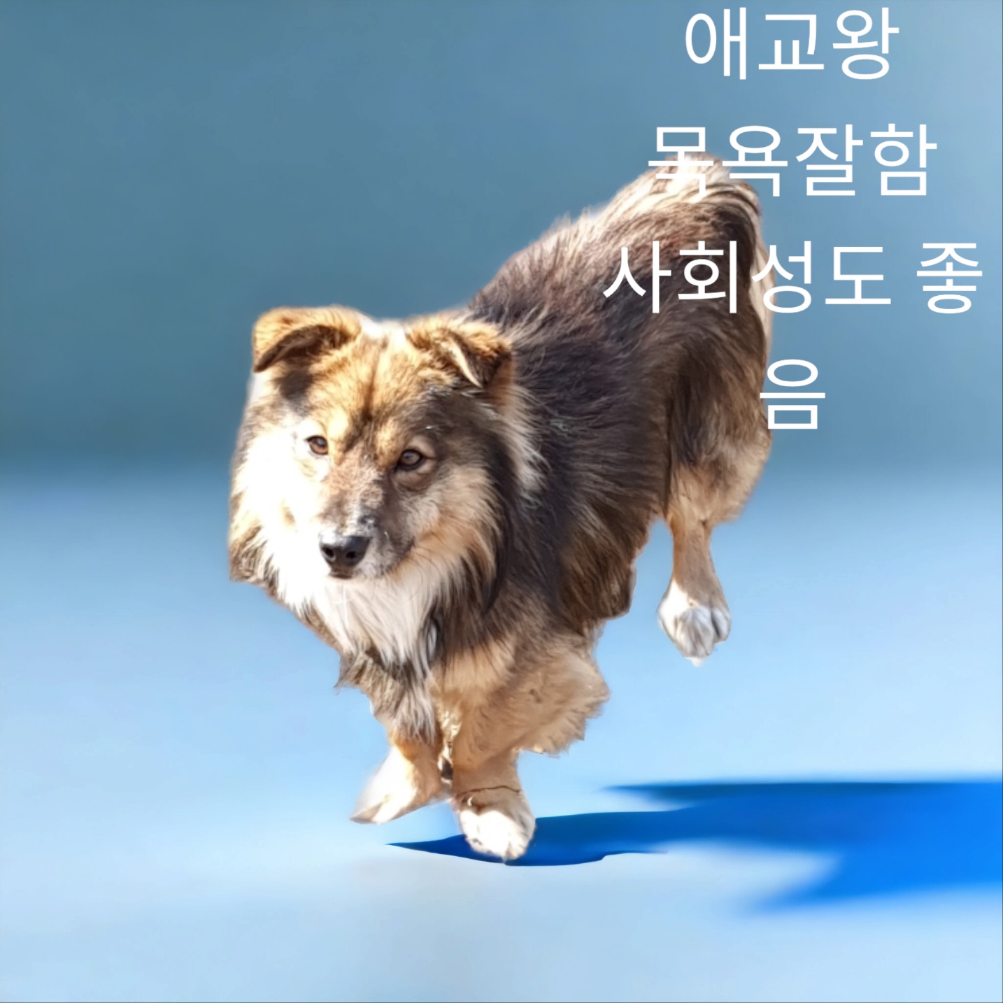 오스트랄리안 셰퍼드 독 이미지 파일 입니다.