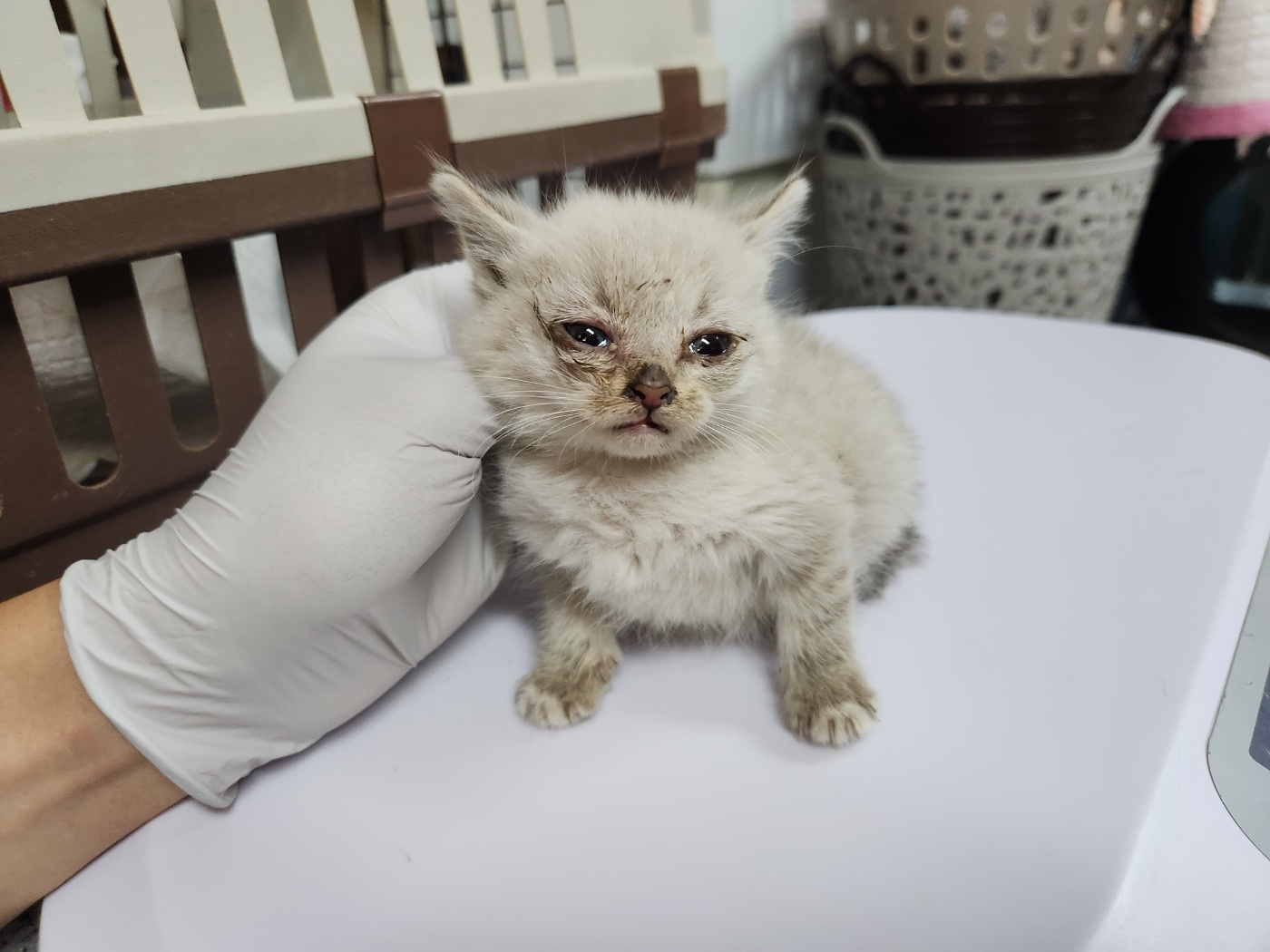 한국 고양이 이미지 파일 입니다.