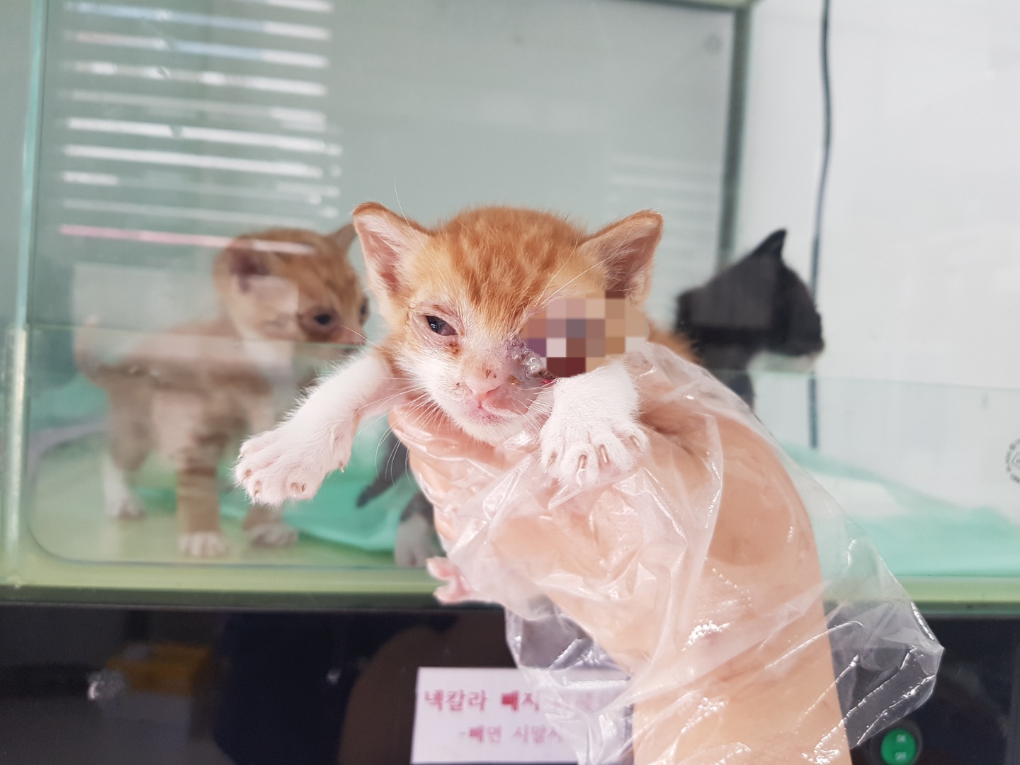 한국 고양이 이미지 파일 입니다.