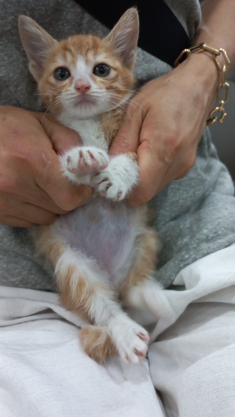 한국 고양이 이미지 파일 입니다.