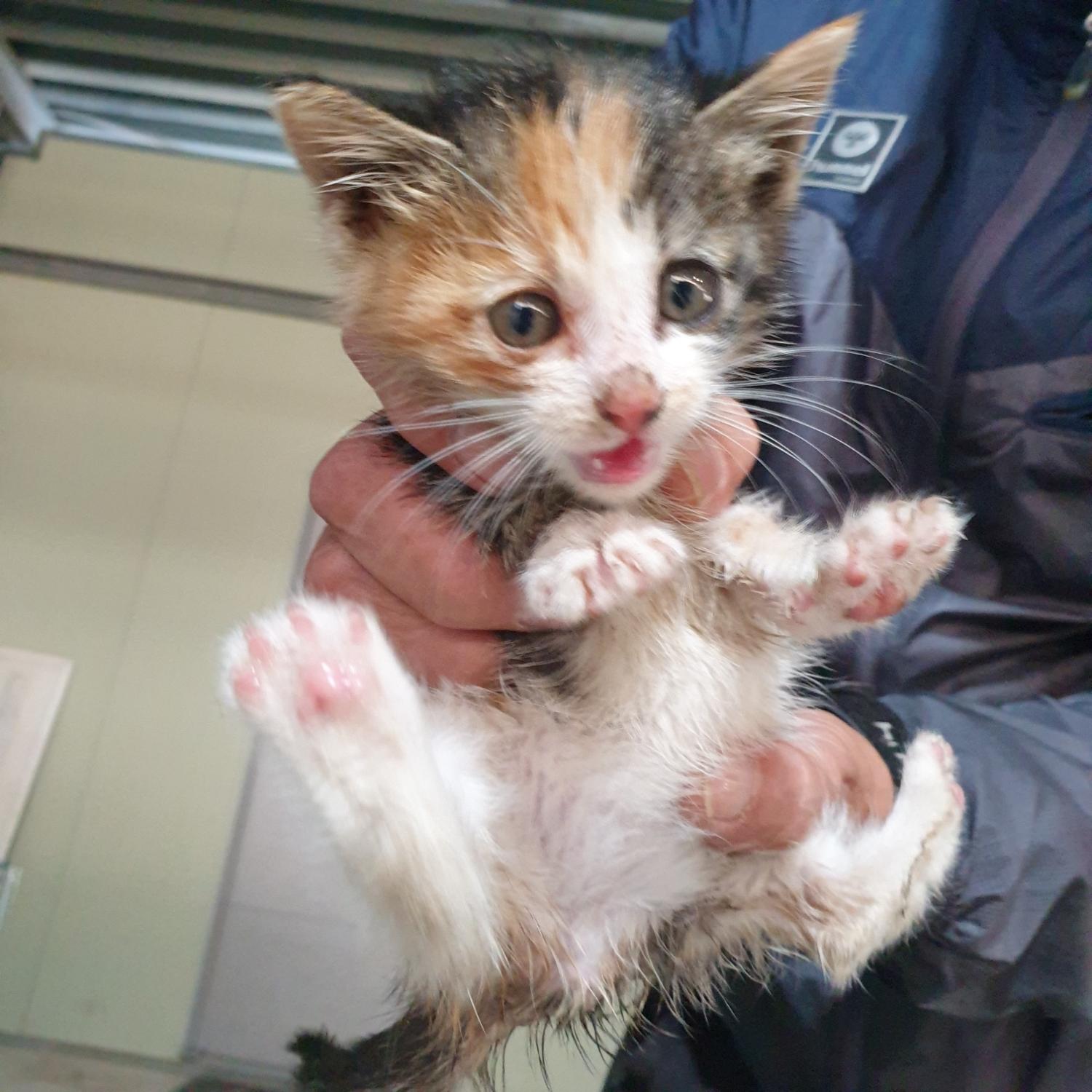 한국 고양이 이미지 파일 입니다.