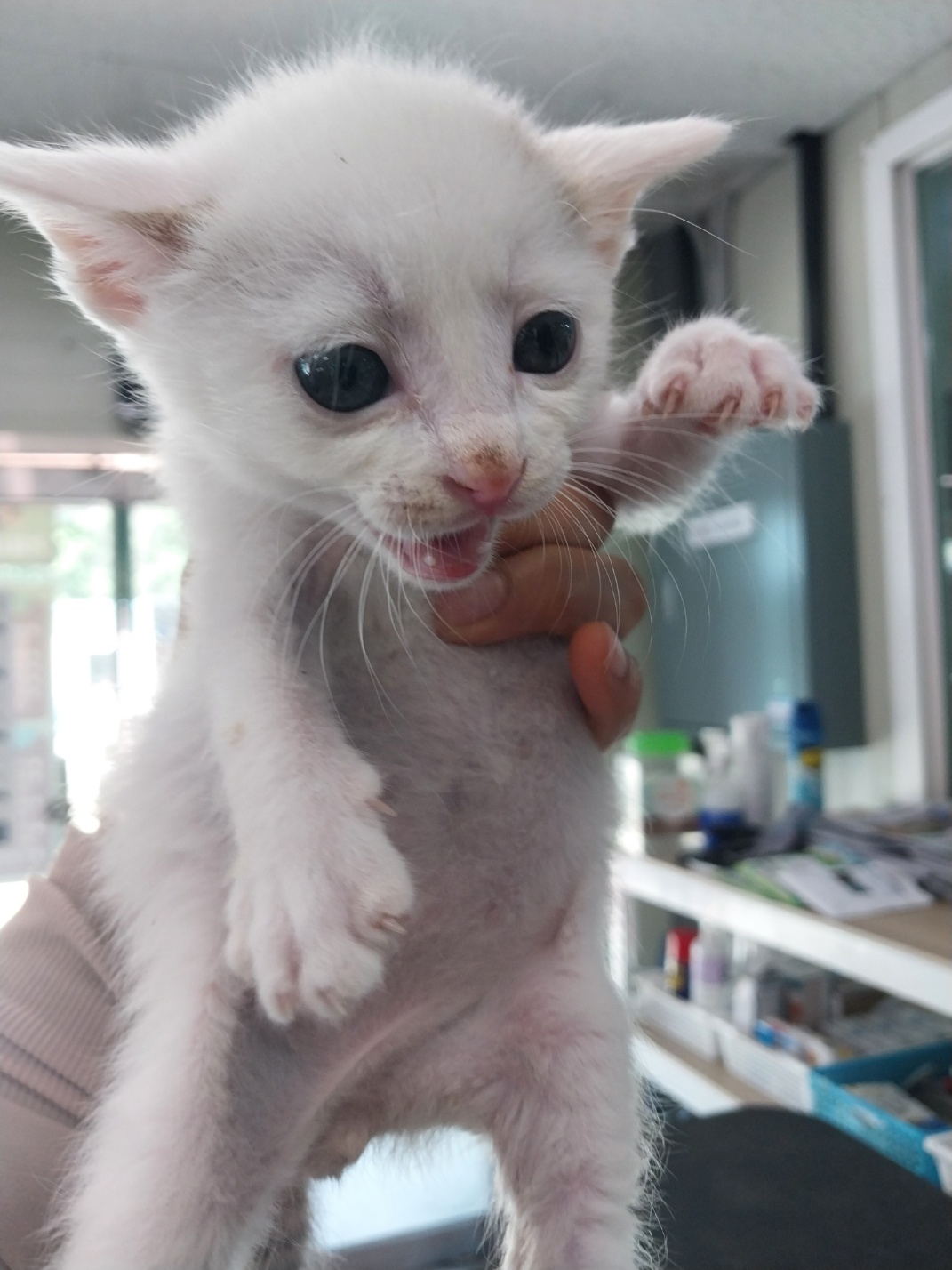 한국 고양이 이미지 파일 입니다.