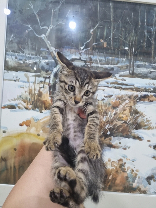 한국 고양이 이미지 파일 입니다.