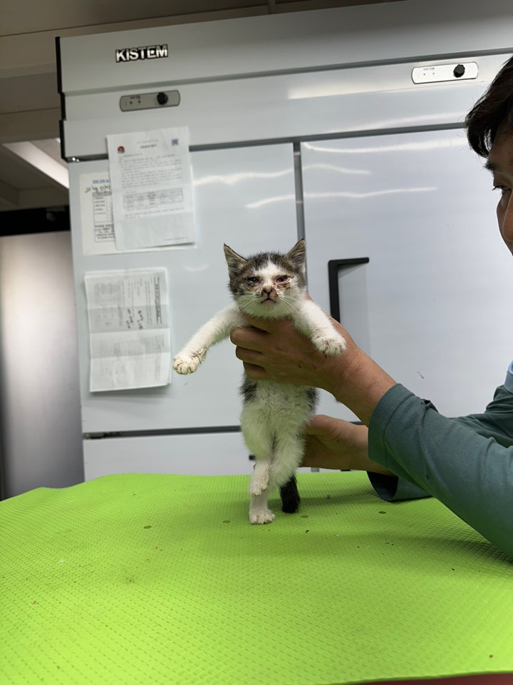 한국 고양이 이미지 파일 입니다.