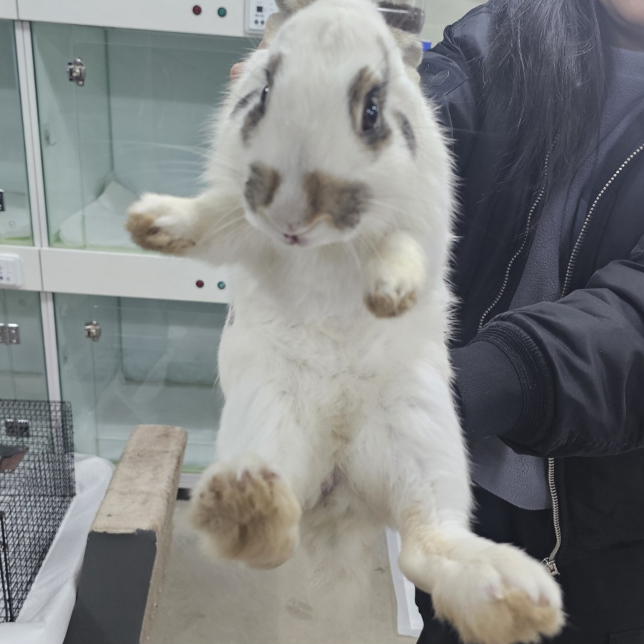 [기타축종] 토끼 이미지 파일 입니다.