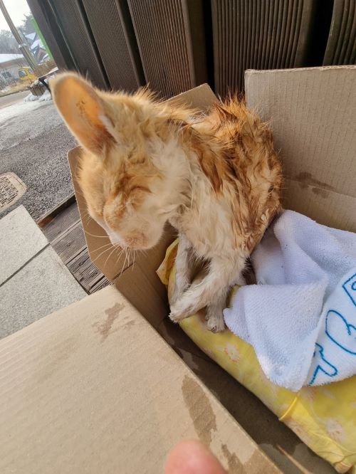 [고양이] 한국 고양이 전북-부안-2023-00016 유기동물 배경 이미지 입니다.