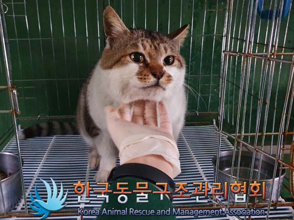 [고양이] 한국 고양이 경기-포천-2023-00042 유기동물 배경 이미지 입니다.