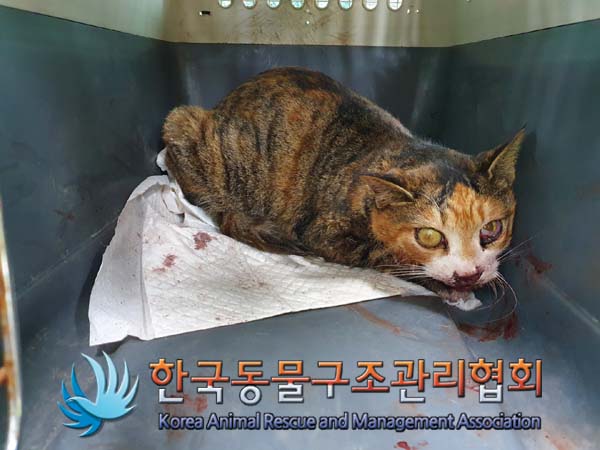 [고양이] 한국 고양이 경기-김포-2023-00059 유기동물 배경 이미지 입니다.