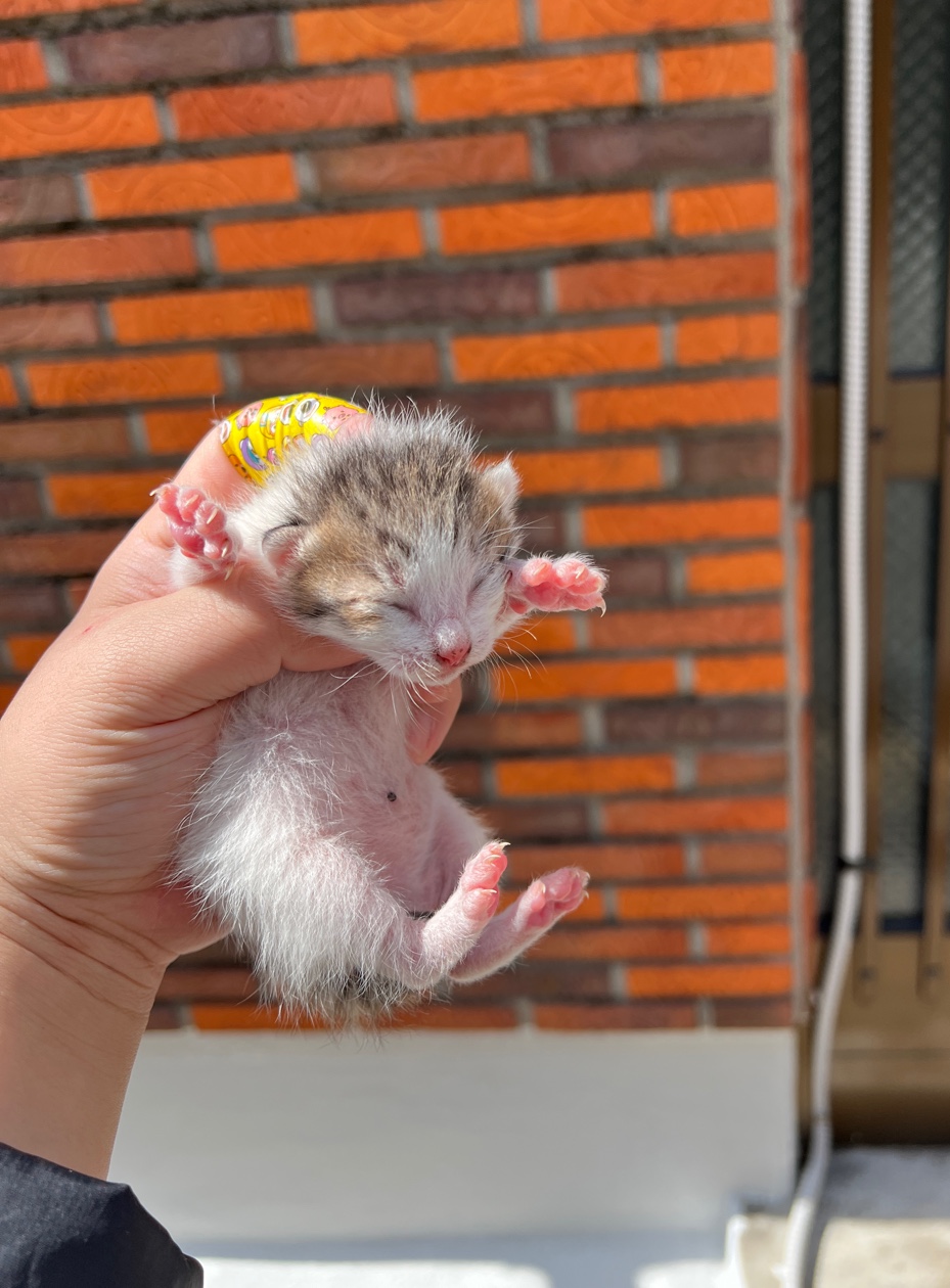 [고양이] 한국 고양이 부산-북구-2023-00071 유기동물 배경 이미지 입니다.