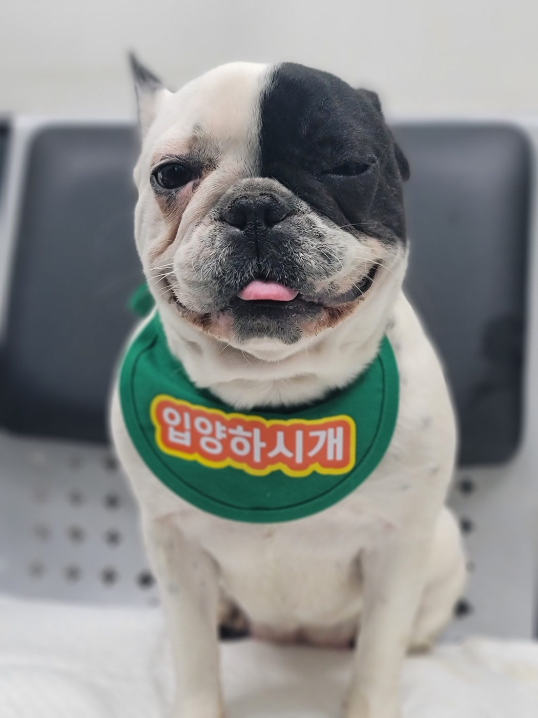 용인시 동물보호센터_441405202300643