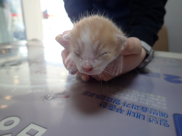 [고양이] 한국 고양이 대구-달성-2023-00078 유기동물 배경 이미지 입니다.