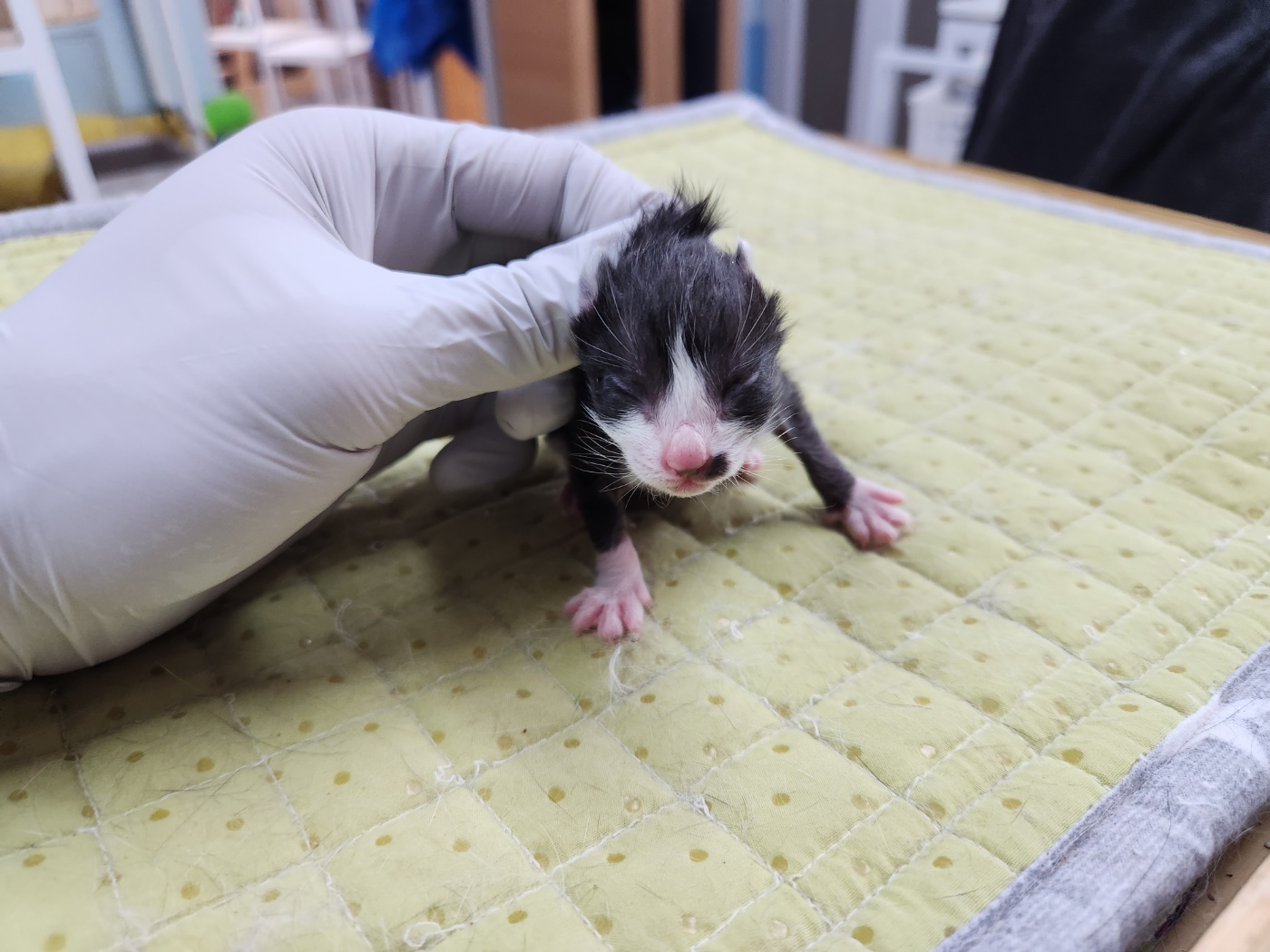 [고양이] 한국 고양이 광주-광산-2023-00119 유기동물 배경 이미지 입니다.