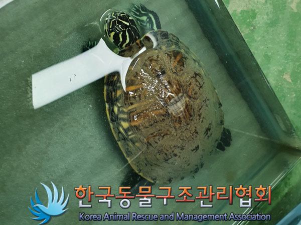 한국동물구조관리협회_411304202300210