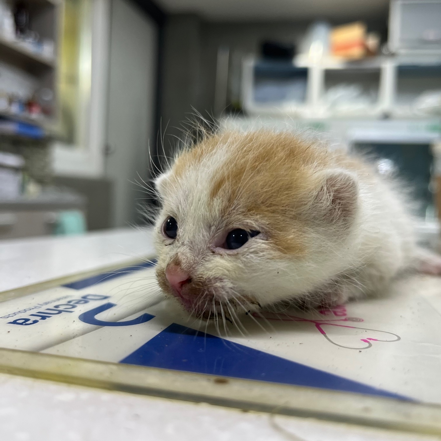 [고양이] 한국 고양이 대구-중구-2023-00032 유기동물 배경 이미지 입니다.