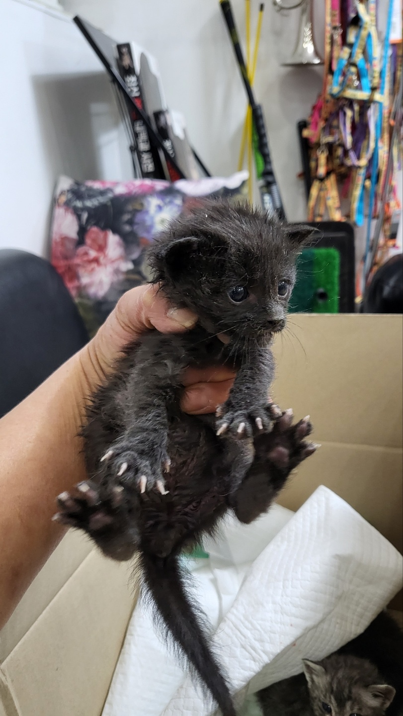 [고양이] 한국 고양이 충북-청주-2023-00349 유기동물 배경 이미지 입니다.