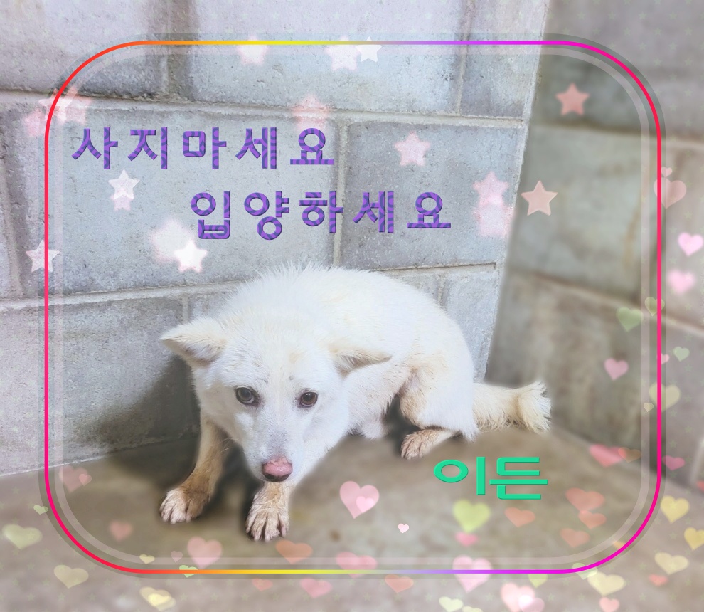 군산유기동물보호센터_445467202300555