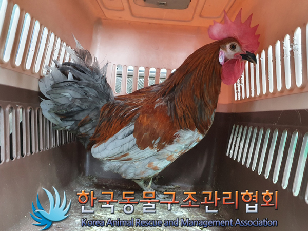 한국동물구조관리협회_411316202300244