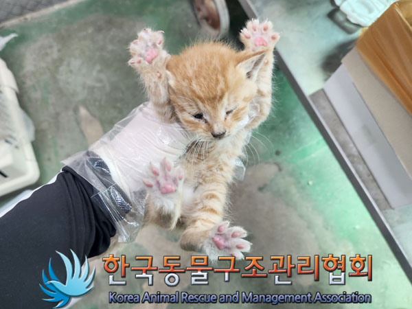 한국동물구조관리협회_411303202300154