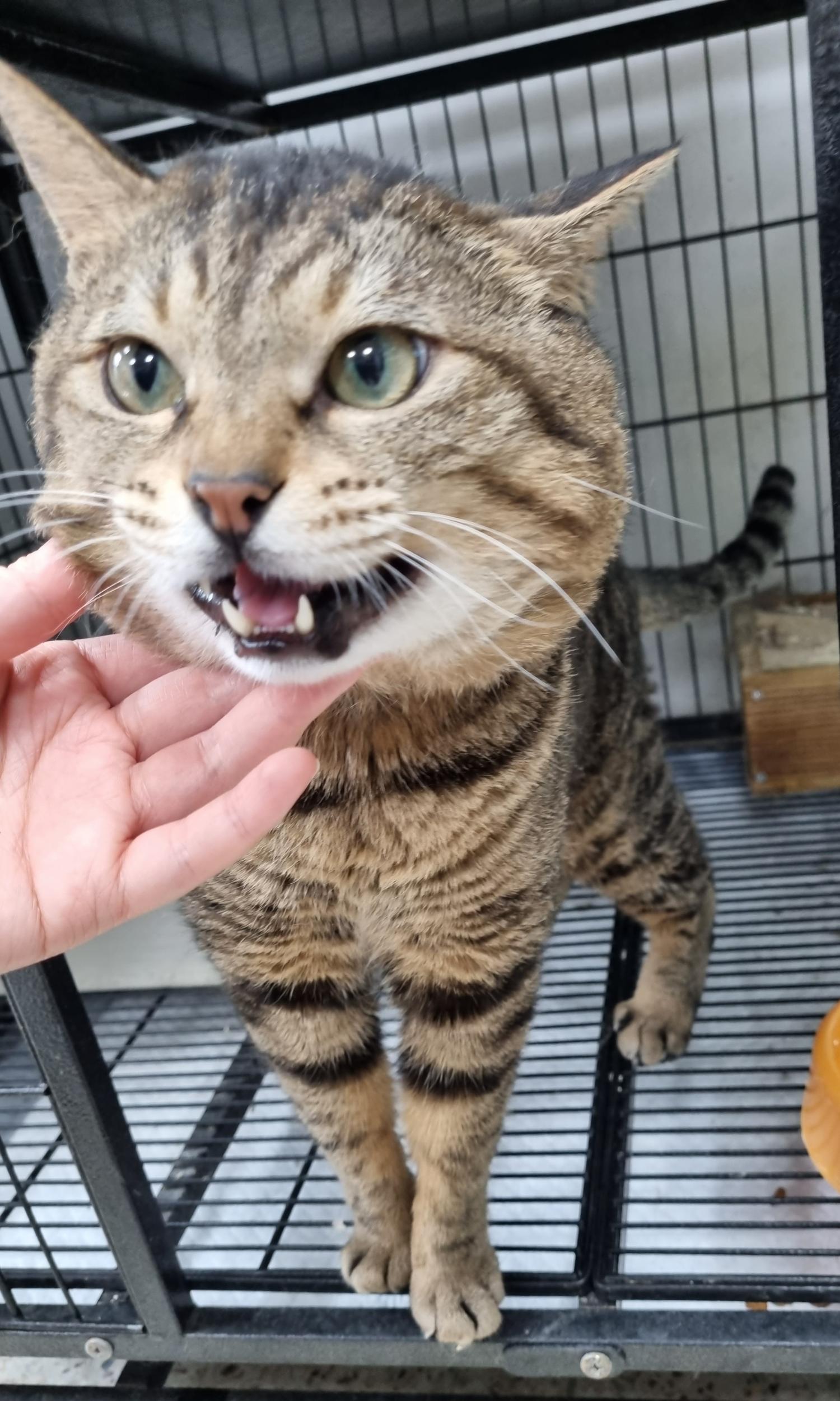 [고양이] 한국 고양이 충북-청주-2023-00127 유기동물 배경 이미지 입니다.