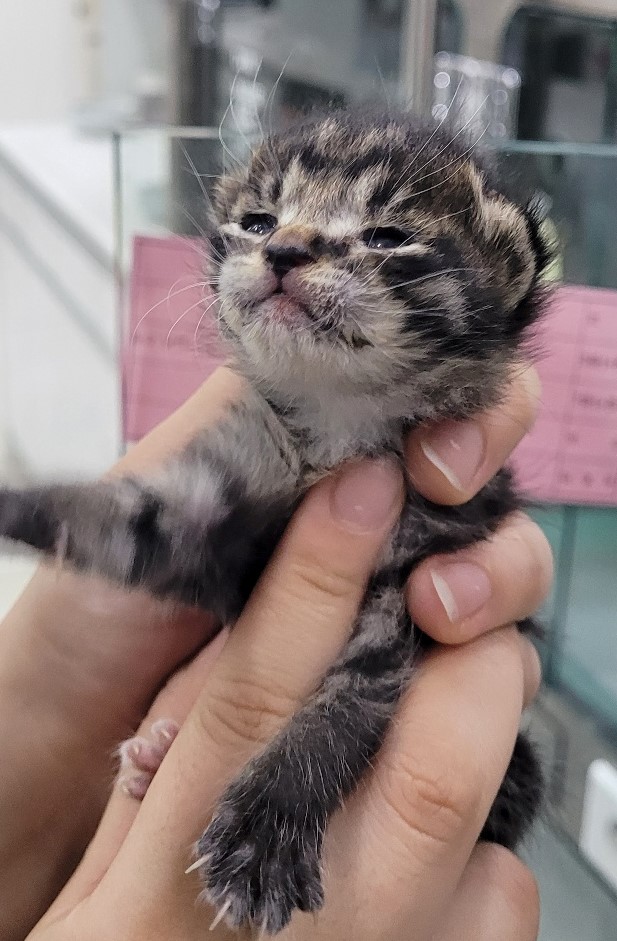 [고양이] 한국 고양이 대구-달서-2023-00088 유기동물 배경 이미지 입니다.