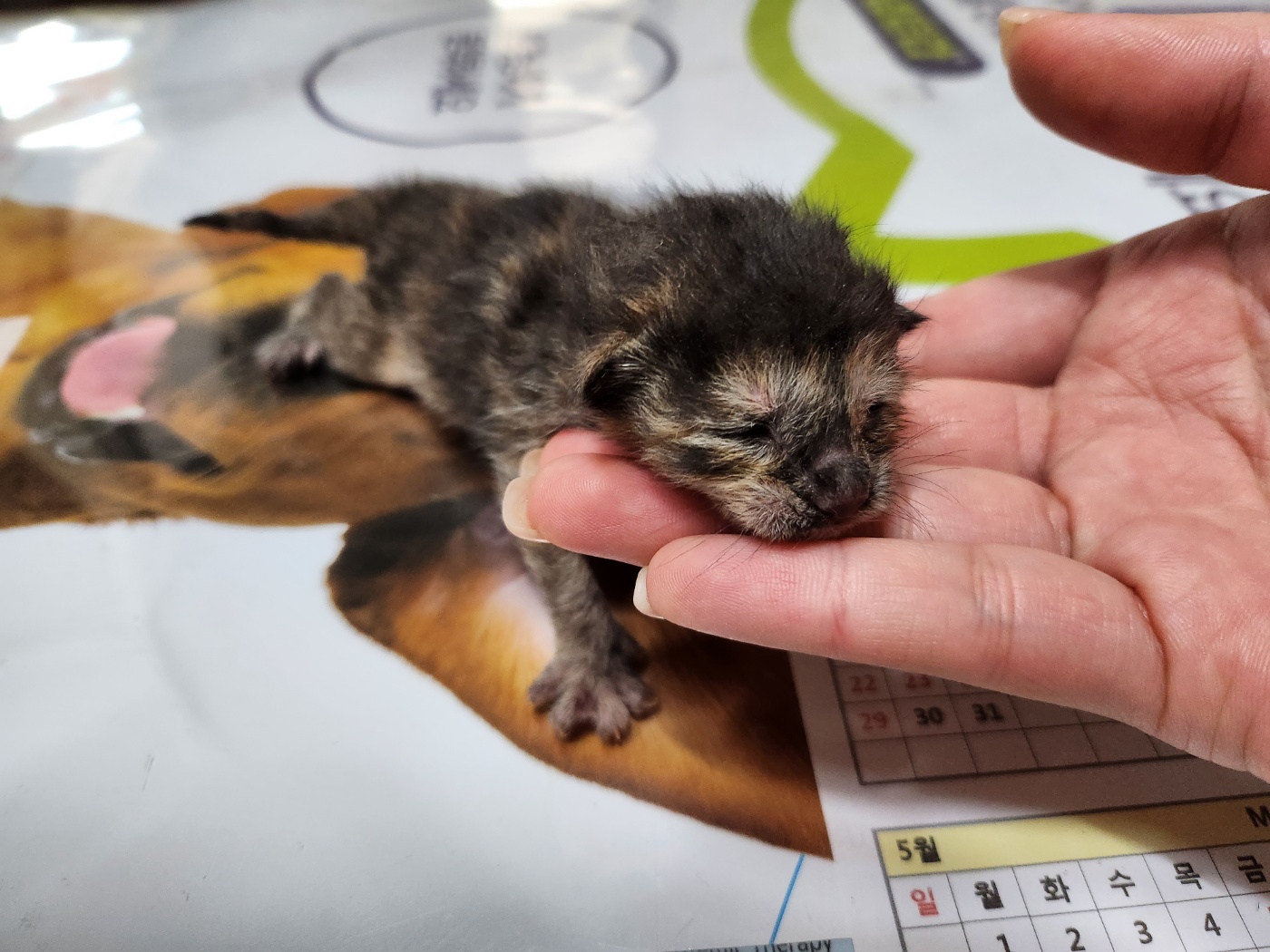 [고양이] 한국 고양이 전북-전주-2023-00458 유기동물 배경 이미지 입니다.