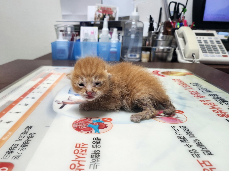 [고양이] 한국 고양이 대구-서구-2023-00125 유기동물 배경 이미지 입니다.