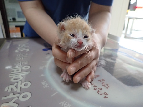 [고양이] 한국 고양이 대구-달성-2023-00204 유기동물 배경 이미지 입니다.