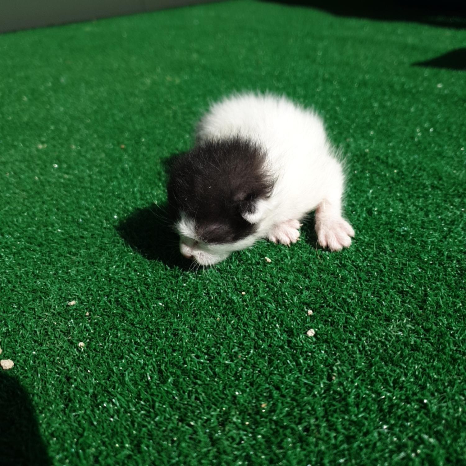 [고양이] 한국 고양이 전남-나주-2023-00459 유기동물 배경 이미지 입니다.