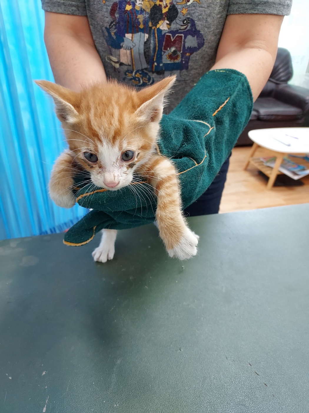 [고양이] 한국 고양이 전북-남원-2023-00210 유기동물 배경 이미지 입니다.