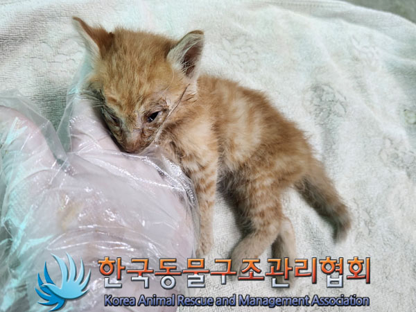 한국동물구조관리협회_411303202300198