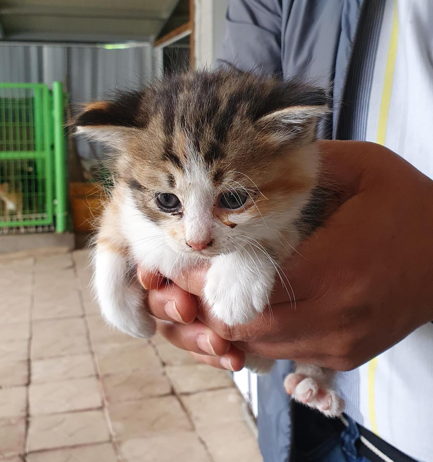 [고양이] 한국 고양이 강원-인제-2023-00041 유기동물 배경 이미지 입니다.