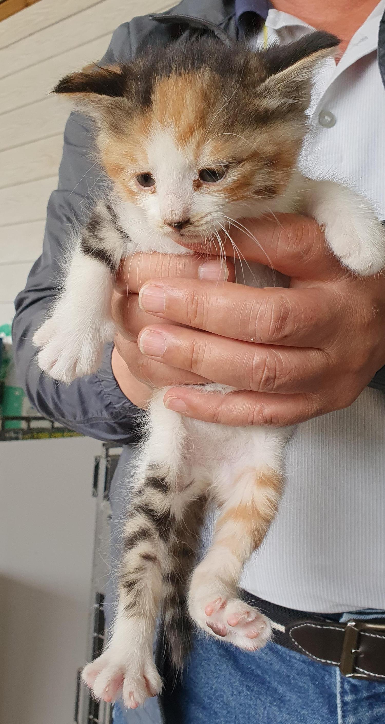 [고양이] 한국 고양이 강원-인제-2023-00042 유기동물 배경 이미지 입니다.