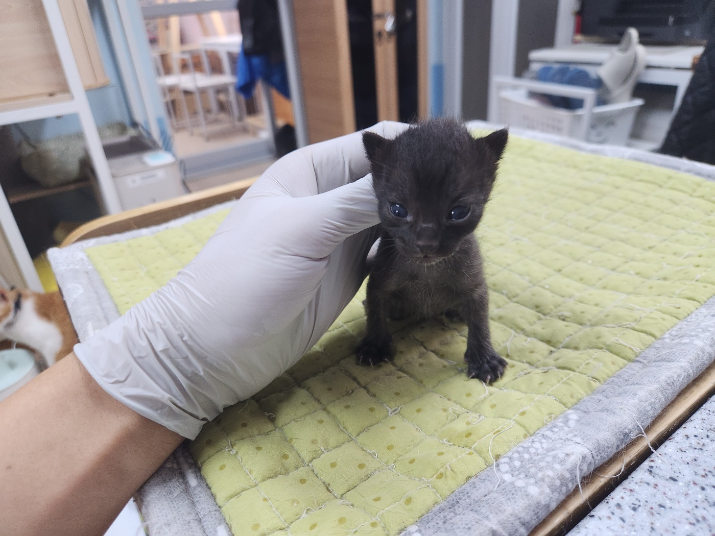 [고양이] 한국 고양이 광주-북구-2023-00322 유기동물 배경 이미지 입니다.