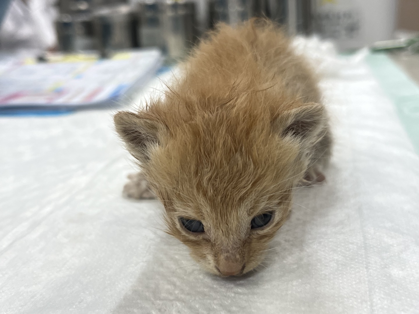 [고양이] 한국 고양이 경기-부천-2023-00298 유기동물 배경 이미지 입니다.