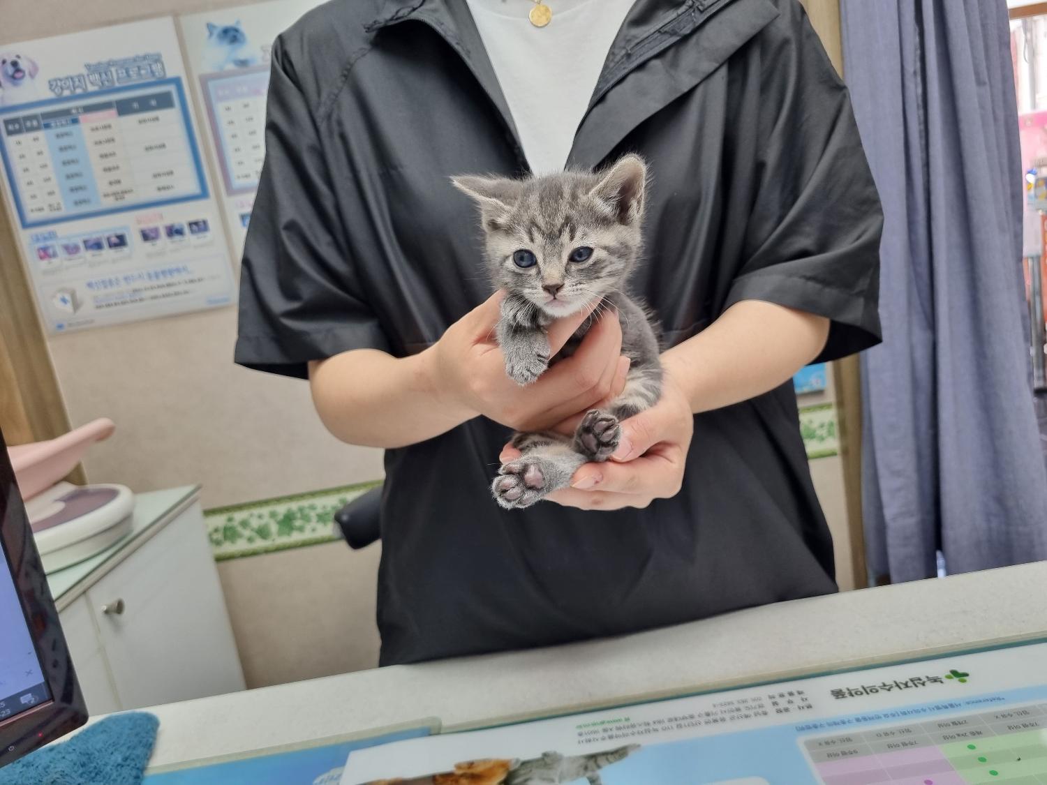 [고양이] 한국 고양이 대구-서구-2023-00185 유기동물 배경 이미지 입니다.