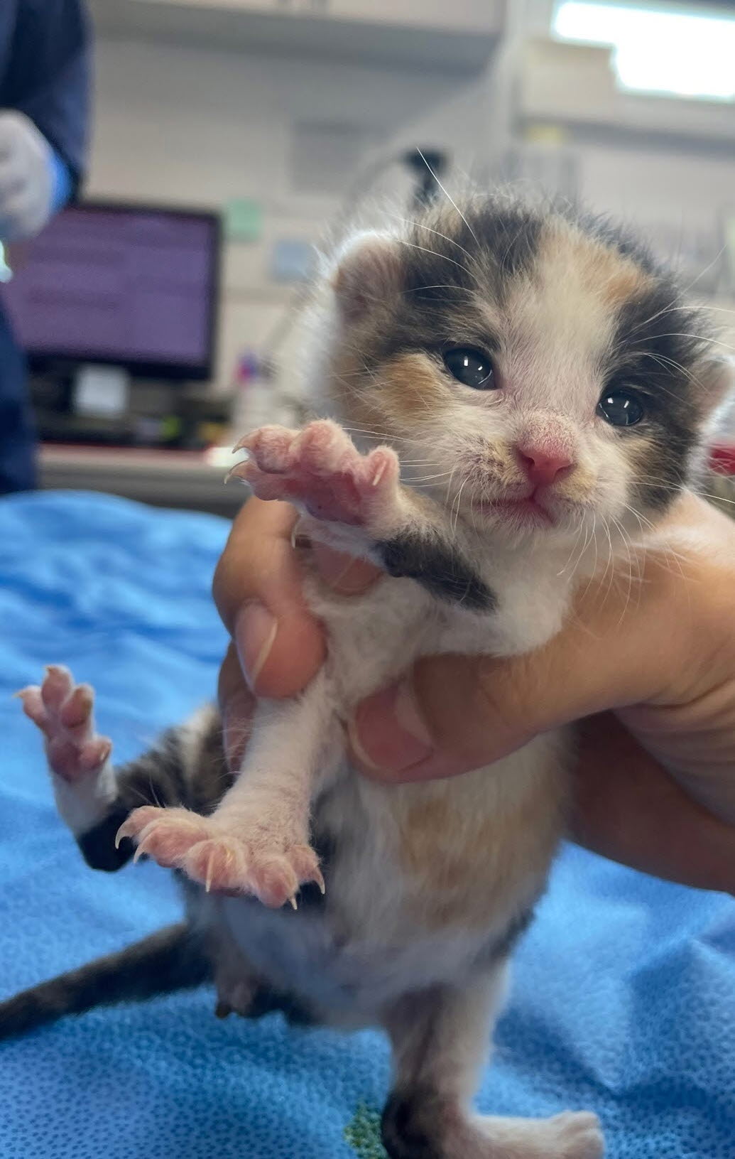 [고양이] 한국 고양이 경기-시흥-2023-00363 유기동물 배경 이미지 입니다.