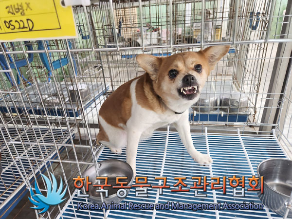 한국동물구조관리협회_411306202300389