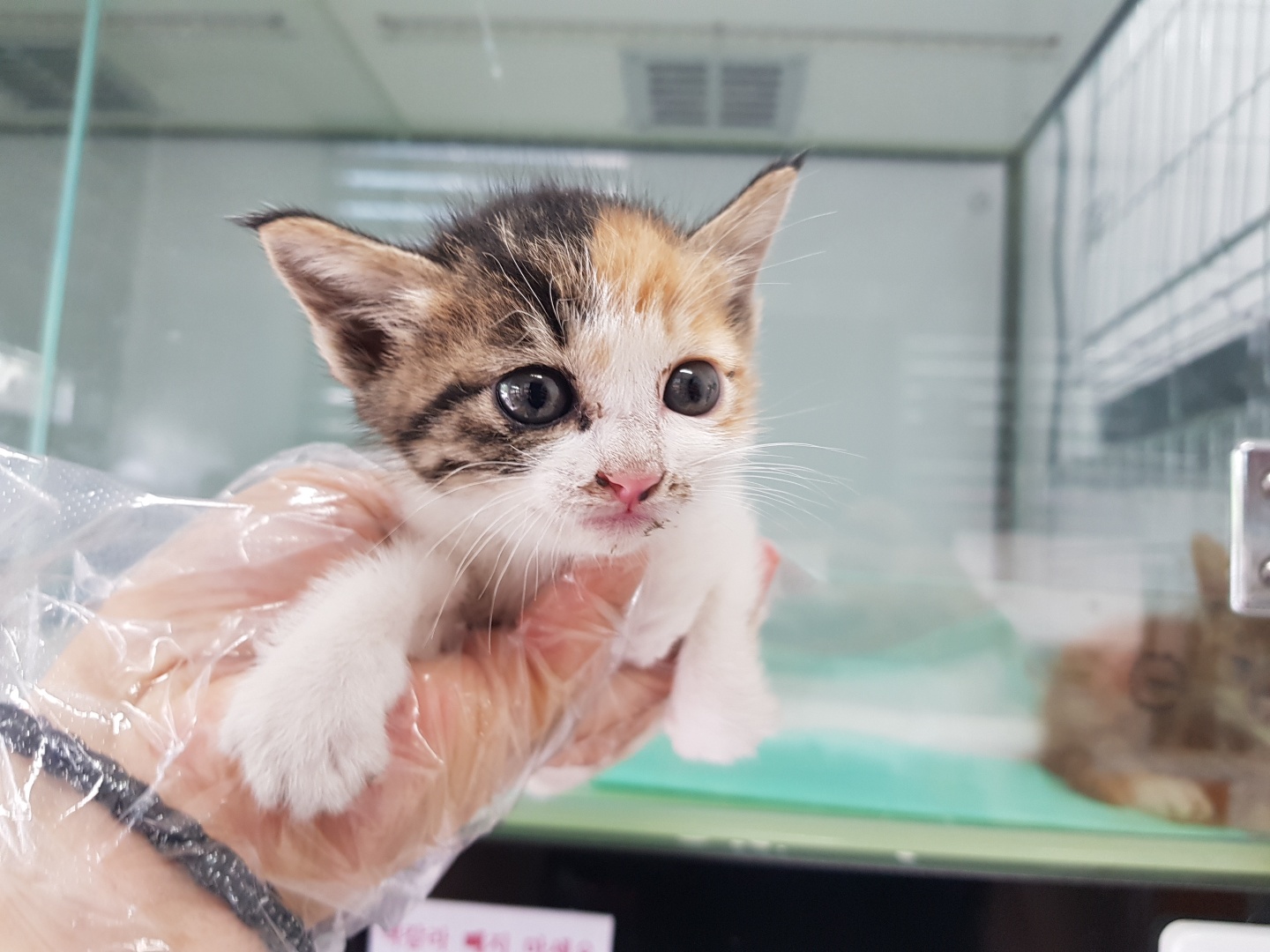 [고양이] 한국 고양이 경기-광주-2023-00319 유기동물 배경 이미지 입니다.