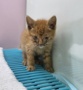 [고양이] 한국 고양이 울산-동구-2023-00119 유기동물 배경 이미지 입니다.