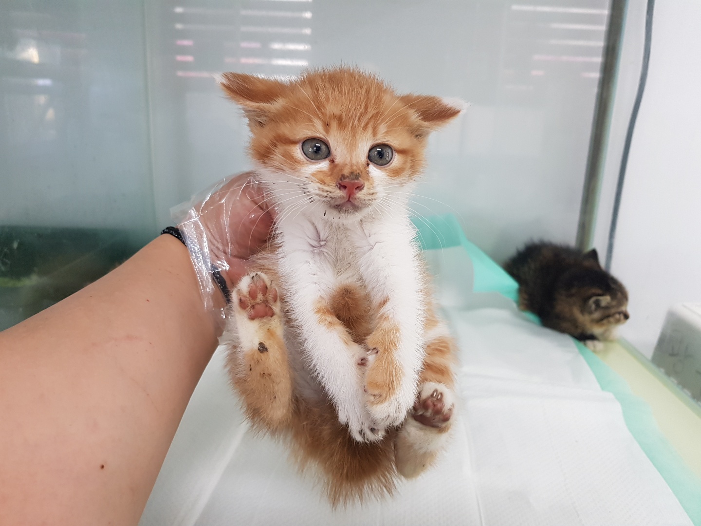 [고양이] 한국 고양이 경기-광주-2023-00339 유기동물 배경 이미지 입니다.