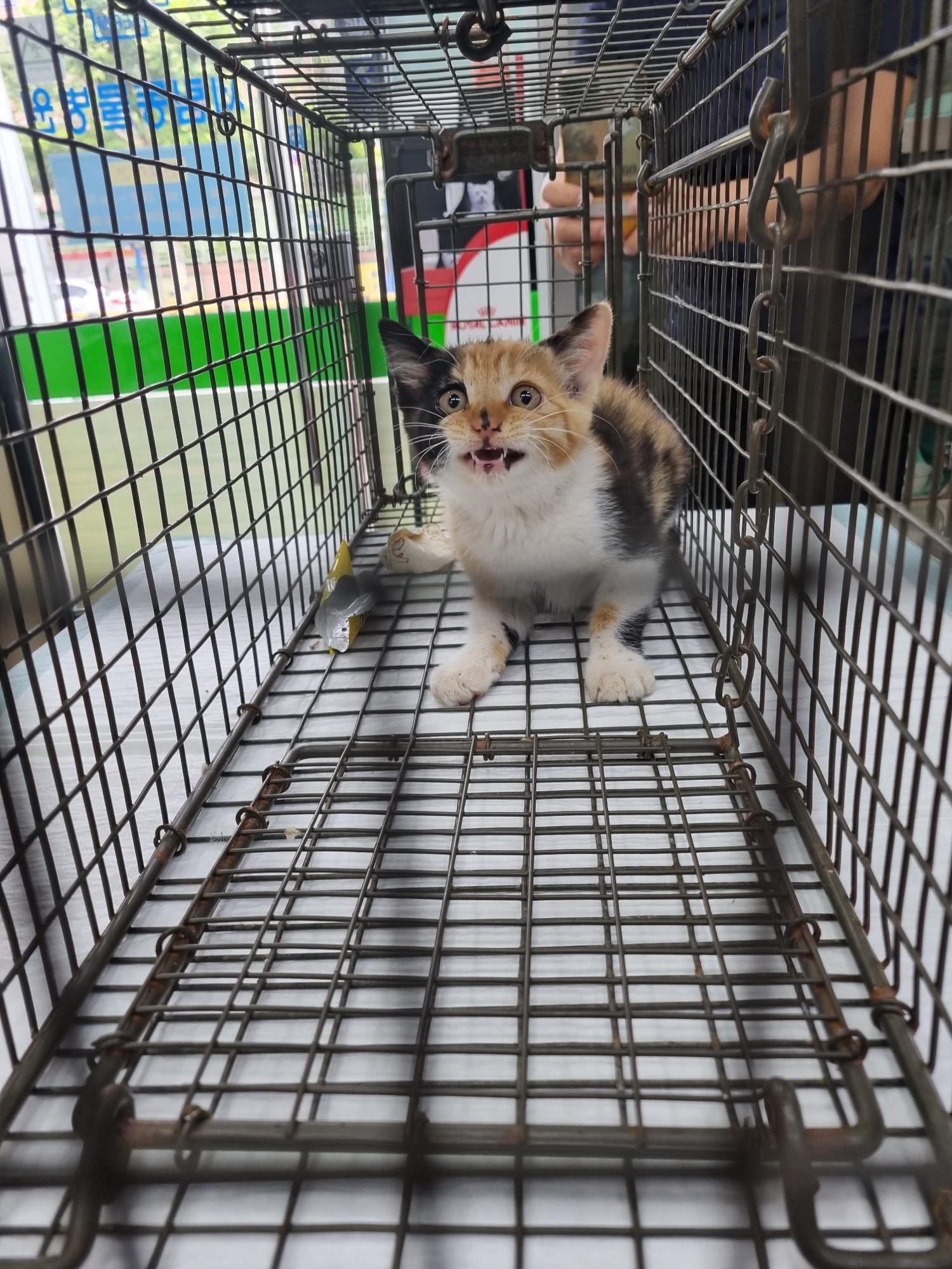 보호중 한국 고양이…