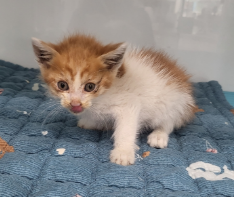 [고양이] 한국 고양이 울산-동구-2023-00126 유기동물 배경 이미지 입니다.