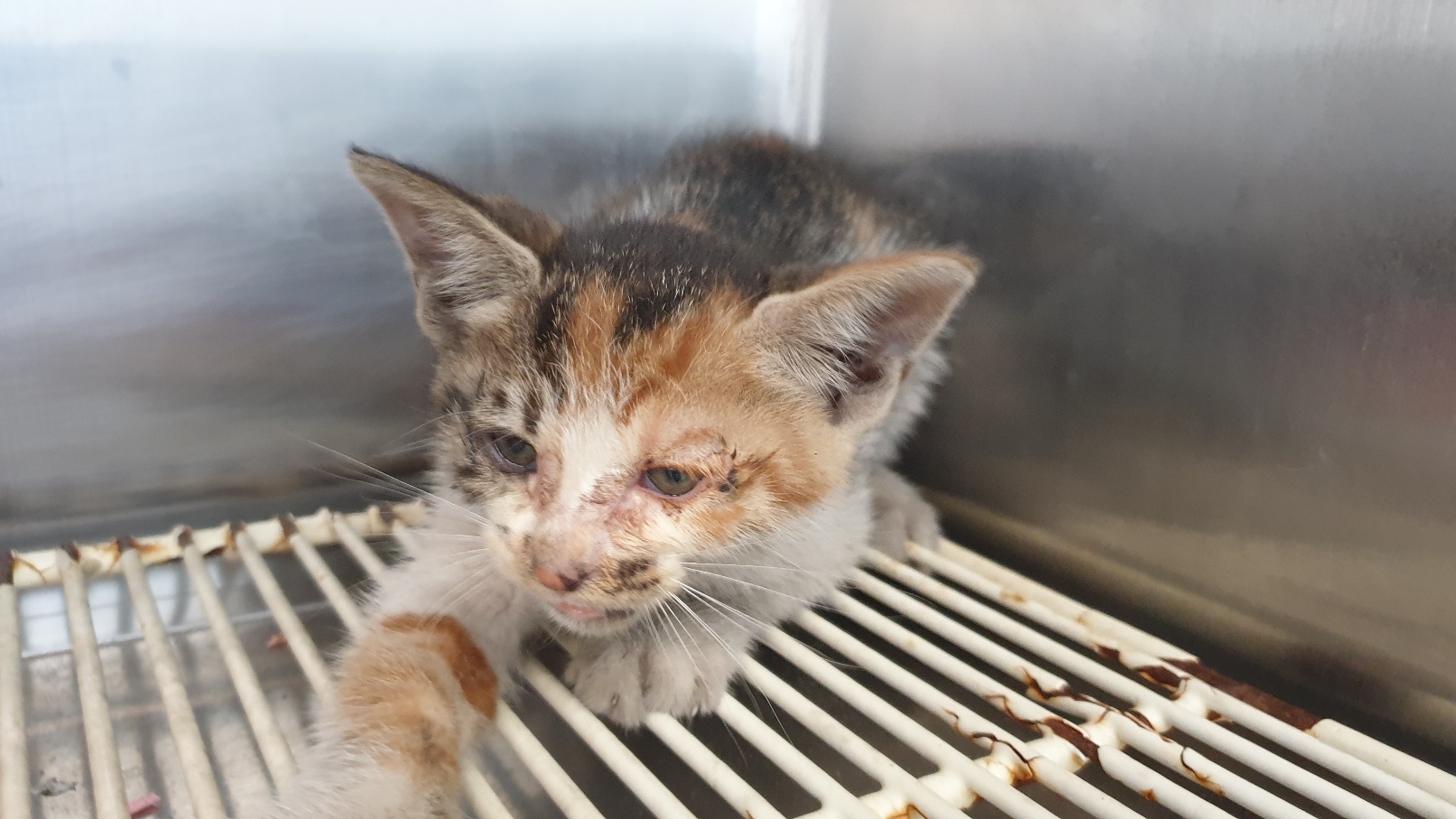 [고양이] 한국 고양이 전북-전주-2023-00694 유기동물 배경 이미지 입니다.