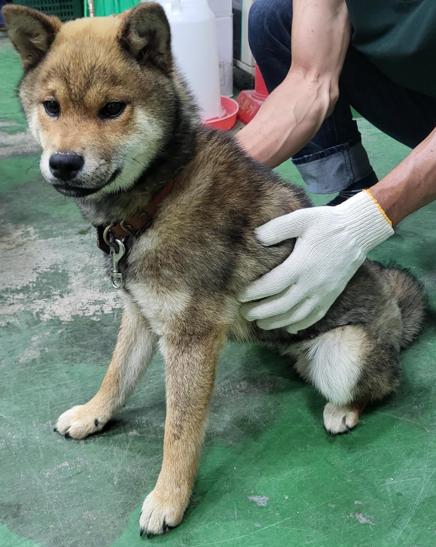 하동군유기동물보호소_448544202300200