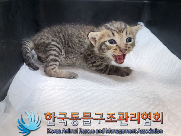 한국동물구조관리협회_411323202300673