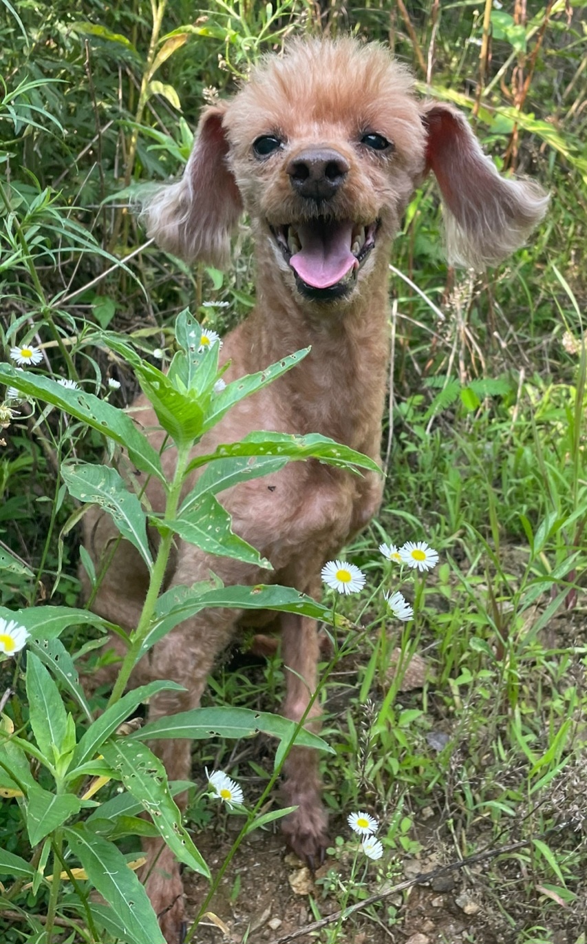 용인시 동물보호센터_441405202302482