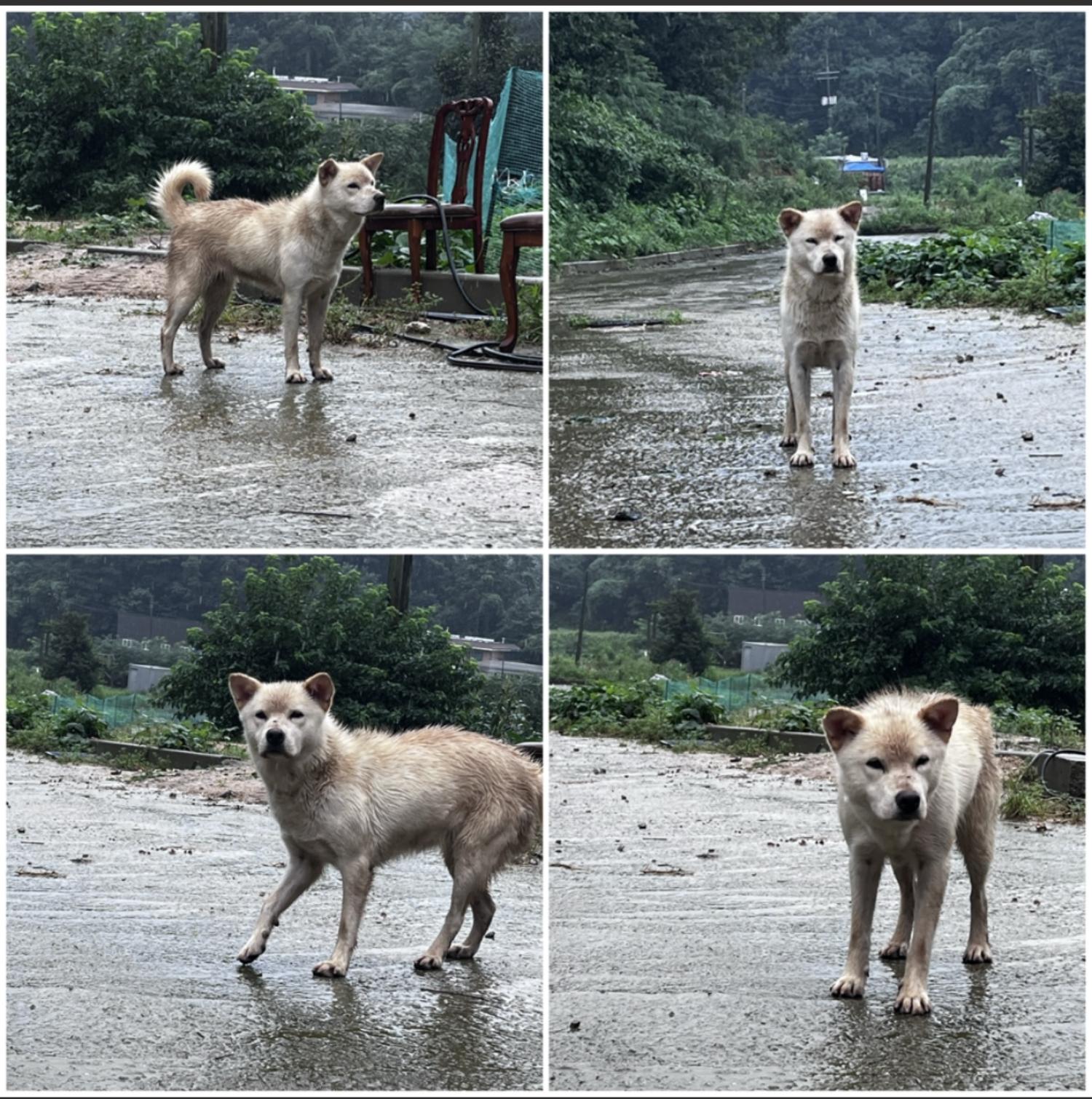 천안시유기동물보호소_444449202301662