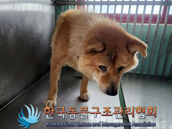 한국동물구조관리협회_441560202301016