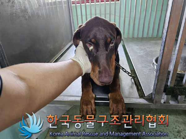 한국동물구조관리협회_441560202301019